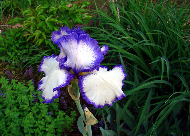 Bearded Iris (A Stitch in Time)