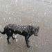 BDD - snowy dog
