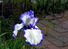 Bearded Iris  (A Stitch in Time)