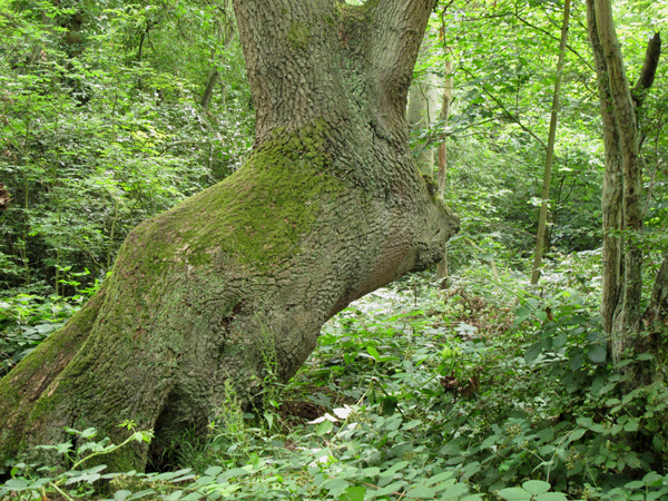 Giant rabbit tree trunk