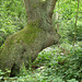 Giant rabbit tree trunk