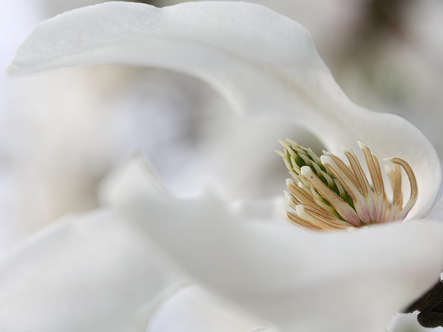 Detail of a Magnolia Stellata Blossom