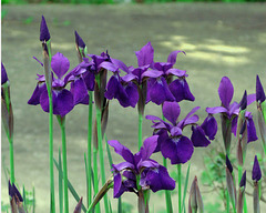 Siberian Irises