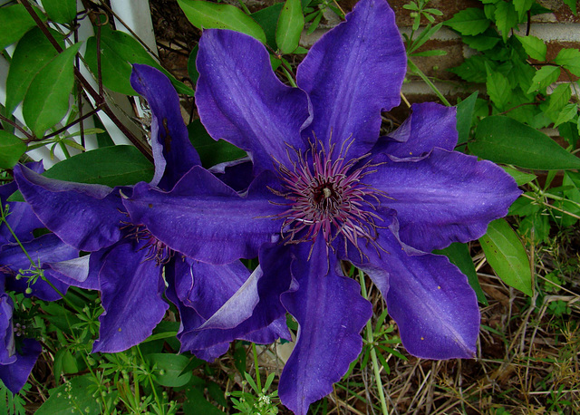 Purple Clemantis