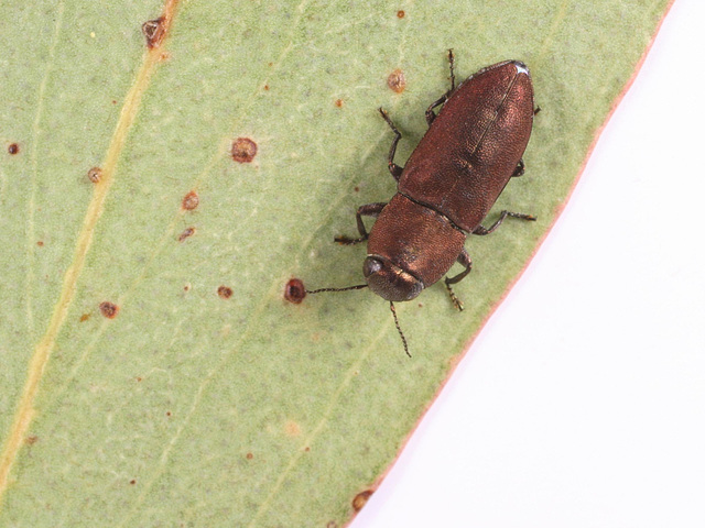 Anilara longicollis, PL1150F