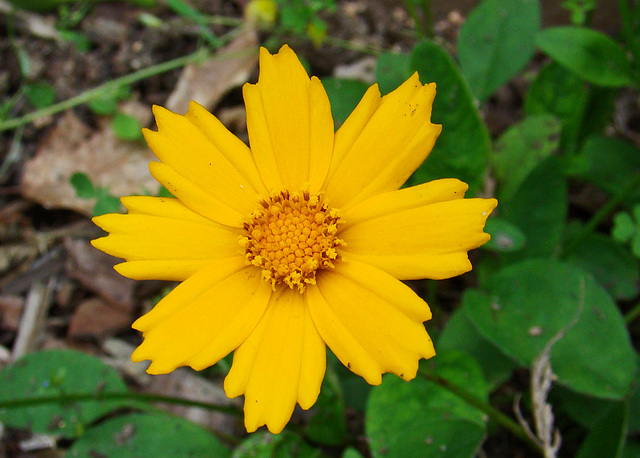 Coreopsis Flower