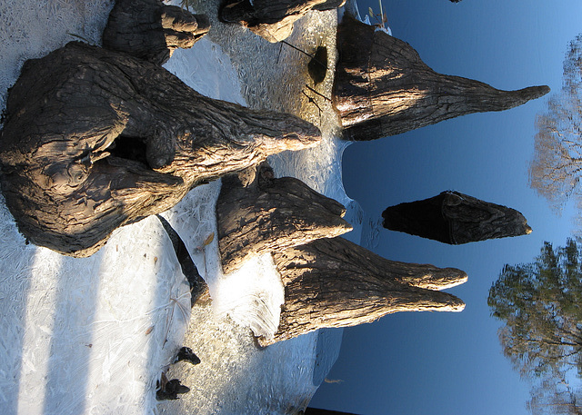 Ice and cypress knees 2