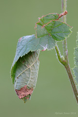 Apoderus coryli larval case.