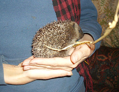 oaw[HH] - hedgepig ; rescued late 2008
