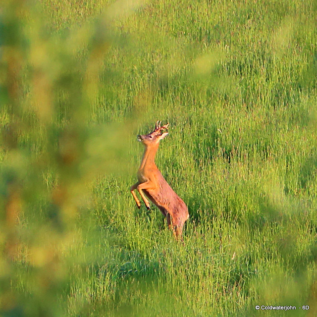 Roe Buck standing on his back legs