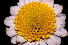 Chrysanthemum Santini