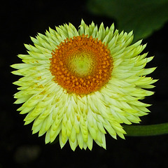 Yellow Straw Flower