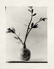 Agathis Australis In Vase Print