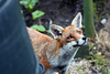 Inquisitive Fox