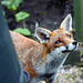 Inquisitive Fox