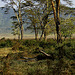 Dans le cratère du Ngorongoro