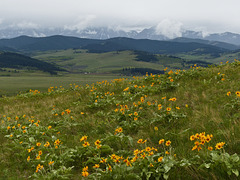 A hillside display of Balsamroot