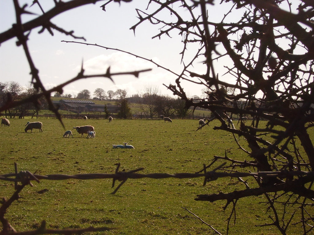 oad - resting lambs