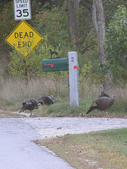 Turkeys Crossing