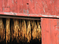 Tobacco drying