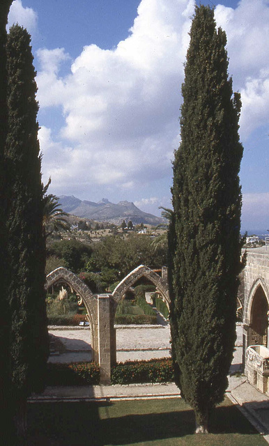Cyprus Cypresses at Bellapais Abbey