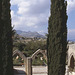 Cyprus Cypresses at Bellapais Abbey