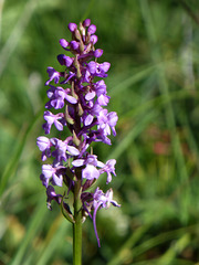 orchidea - Gymnadenia conopsea
