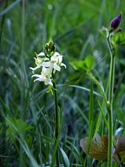 orchidea - Platanthera bifolia