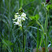 orchidea - Platanthera bifolia