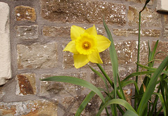 gbw - lonely daffodil