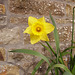 gbw - lonely daffodil