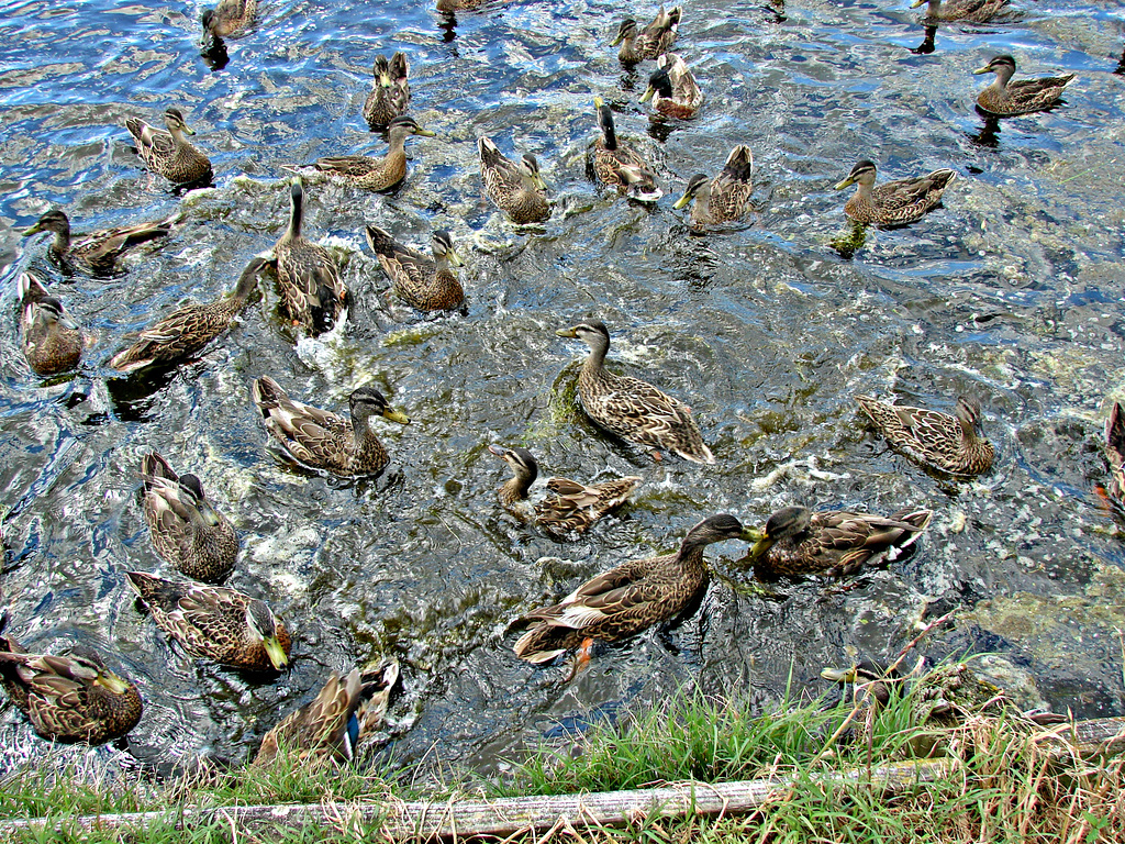 A mass of ducks