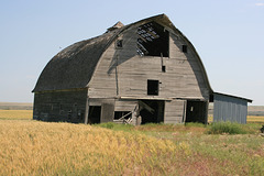 Barn in the wheat