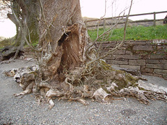 O&S - tree trunk