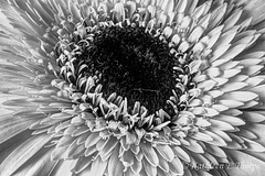 Gerbera Daisy in Black and White-2