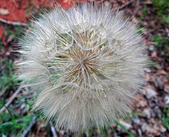 Wonderful seedhead and its the size of a big tennis ball !