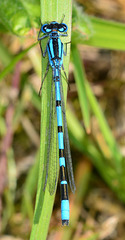 Common Blue Damselfly, Enallmagma cyathigerum.