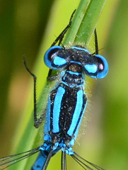 Common Blue Damselfly, Enallmagma cyathigerum.