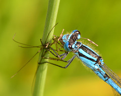 Damselfly eating a spider