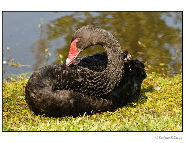 Swan Resting