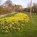 gbw - Yellow Cloud of west side daffs