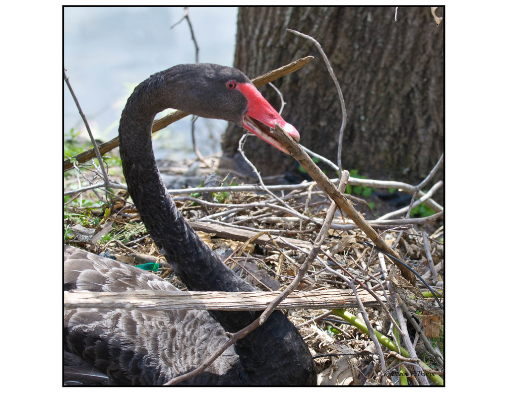 Black Swan Preparing Her Nest - 3