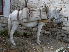 Berati- Mule