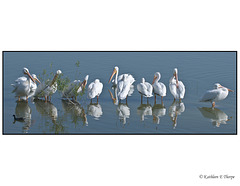 White Pelican Panorama
