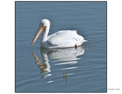 White Pelican and Reflection