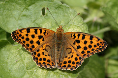 Queen of Spain Fritillary (Issoria lathonia) butterfly