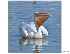 White Pelican Feeding - A whole catfish!!