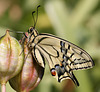 European Swallowtail (Papilio machaon gorganus ) butterfly