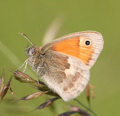 Small Heath (Coenonympha pamphilus) butterfly