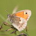 Small Heath (Coenonympha pamphilus) butterfly